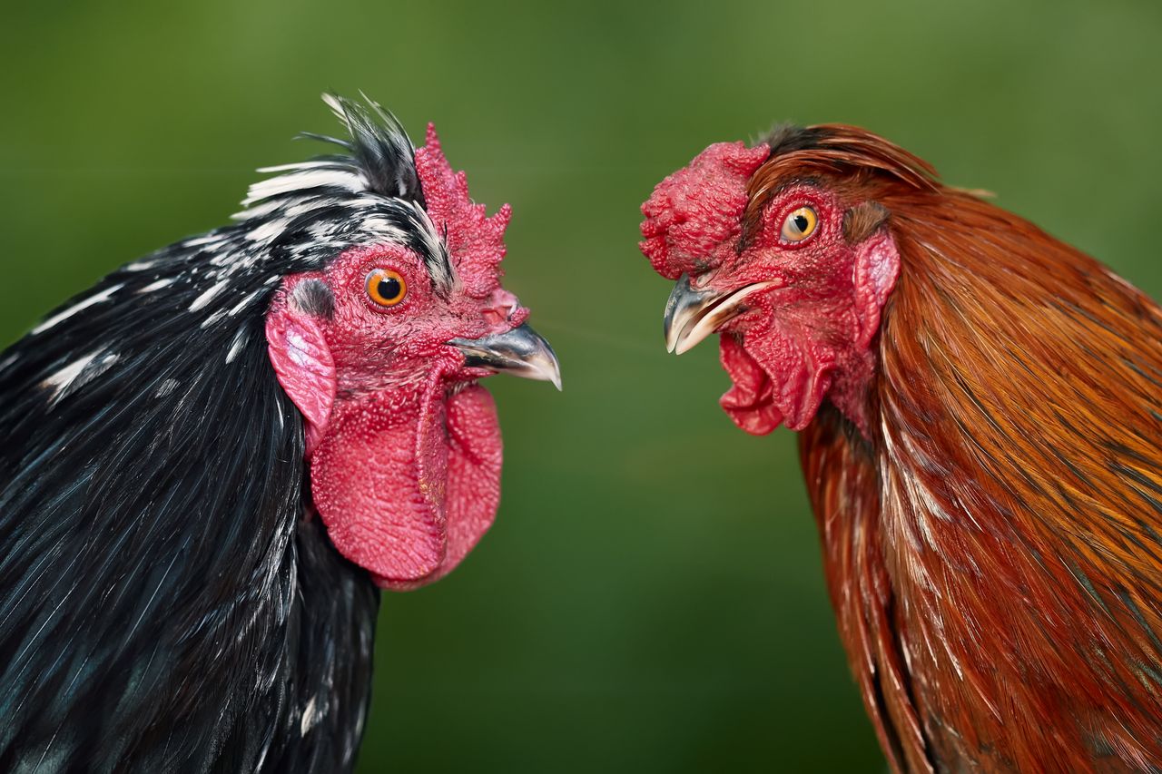 Cara Menemukan Referensi Sabung Ayam yang Lengkap dan Terpercaya